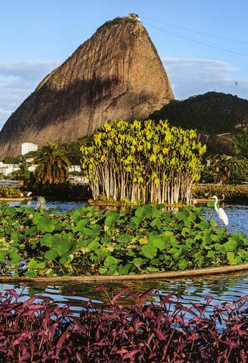 Aterro do Flamengo, idealizado pelo paisagista Burle Marx (1909-1994) com mais de um milhão de espécies tropicais no Aterro. (Crédito: Reprodução)